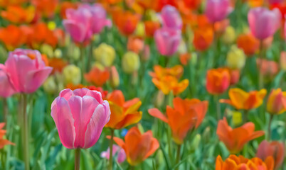 美しいチューリップの花　