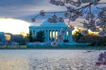 Jefferson Memorial During Cherry Blossom