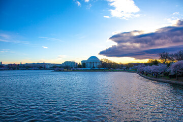 Fototapeta premium Jefferson Memorial During Cherry Blossom