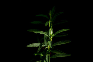 plant on black background