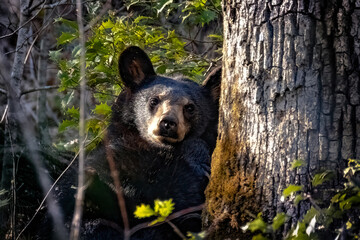 black bear cub © David Allen Slater
