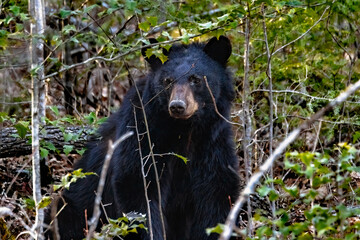Naklejka na ściany i meble black bear in the woods