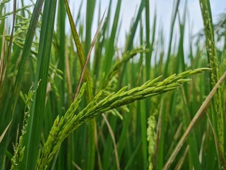 Rice field. Closeup of yellow paddy rice field with green leaf and Sunlight. Rice field on rice paddy green color lush growing is a agriculture. Closeup of yellow paddy.