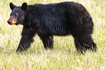 black bear on the grass