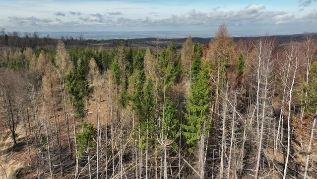 Forest after fire flame drone aerial drought dry black earth ground vegetation wild stand green natural disaster burnt down trees Bark beetle shot pest Ips typographus dead, spruce bast tree Czech