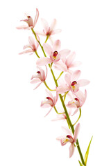 Fototapeta na wymiar ピンクの蘭の花