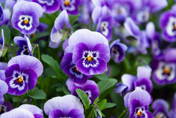 庭の紫色のビオラ