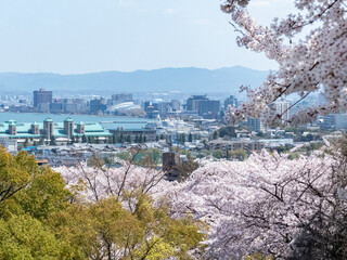 Fototapeta na wymiar 滋賀県大津市　皇子が丘公園の桜