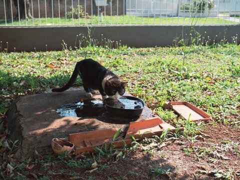 Gato bebendo água no quintal