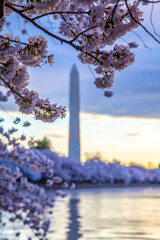 Washington Monument During Cherry Blossom