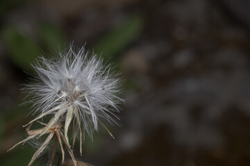Cabeza de flor de diente de león en primavera esperando el vuelo