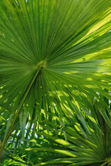 Obraz na płótnie Canvas Tropical palm leaf close-up