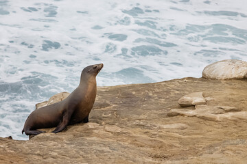 Obraz premium Cute sea lion near the ocean