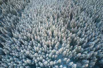 Top down aerial view of snow covered evergreen pine forest after heavy snowfall in winter mountain woods on cold quiet day