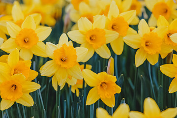 Obraz na płótnie Canvas Fresh yellow daffodils close-up