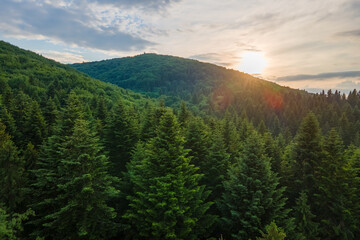 Fototapeta na wymiar Aerial view of green pine forest with dark spruce trees covering mountain hills at sunset. Nothern woodland scenery from above