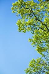 もみじの若葉と青空
