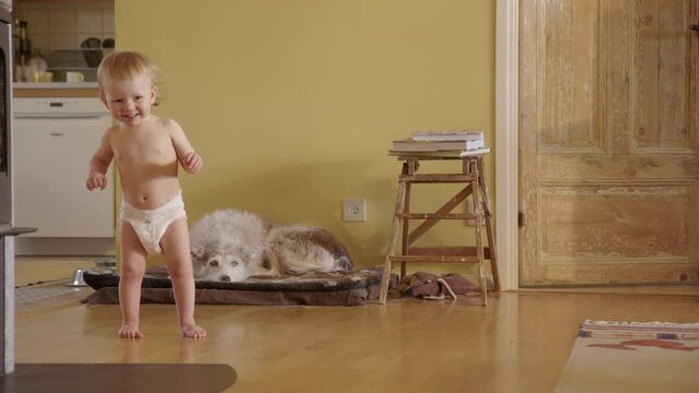 A very cute toddler in a nappy takes the first few steps, before dropping to floor