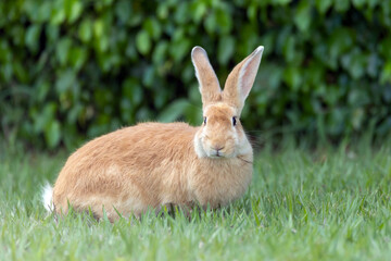 Easter Bunny. A domestic rabbit walking through the grass in the garden. Animal world. pet lover. Rabbit lover.