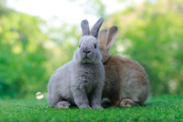 Little bunny on green background with bokeh, pet concept and cute little bunny playing in the garden. Pet rabbits. Little rabbit. Beautiful rabbit.