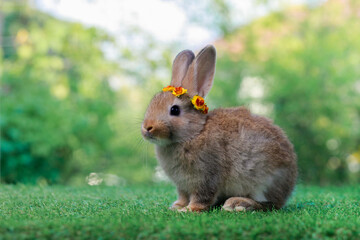 Little bunny on green background with bokeh, pet concept and cute little bunny playing in the garden. Pet rabbits. Little rabbit. Beautiful rabbit.