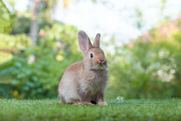 Little bunny on green background with bokeh, pet concept and cute little bunny playing in the garden. Pet rabbits. Little rabbit. Beautiful rabbit.