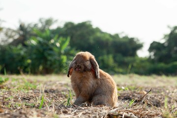 A brown hare sleeps in the grass with his ears drooping beside him in a curious mood. Summer warm day. close-up photos