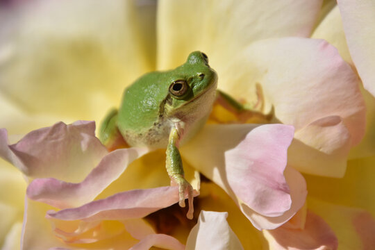 the frog on a summer rose / 初夏のバラの花に隠れるアマガエル