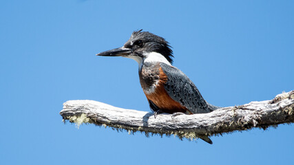martin pescador hembra 
Megaceryle torquata