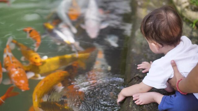 A close-up shows a pond with fish. Pisces are beautiful, of different colors. A child aged 9-10 months sits at the pond and looks at the fish. Mom holds the child in her arms so that he does not fall.