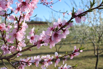Beautiful pink peach blossom in spring. Peach blossom background. Blossoming peach tree branches