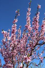 Beautiful pink peach blossom in spring, the background blue sky