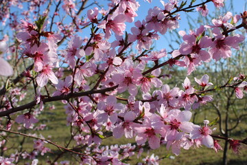 Beautiful pink peach blossom in spring. Peach blossom background. Blossoming peach tree branches