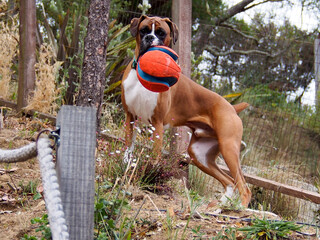 Fawn Boxer dog standing on hillside with orange ball