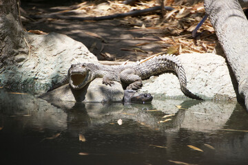 A swamp crocodile shows its teeth