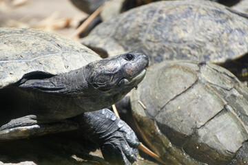 Obraz premium An Orinoco tortoise pokes its head out from among other tortoises