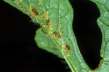 ecology of fire ants and aphis on watermelon leaves.