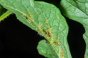 ecology of fire ants and aphis on watermelon leaves.