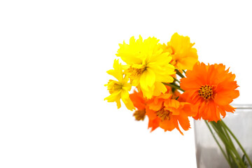 yellow flowers isolated on white background