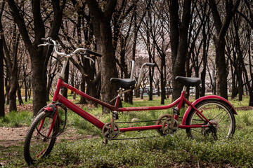 The old red bike facing the spring forest