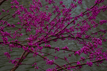 pink blossom