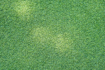 Green artificial grass background is used instead of real grass.