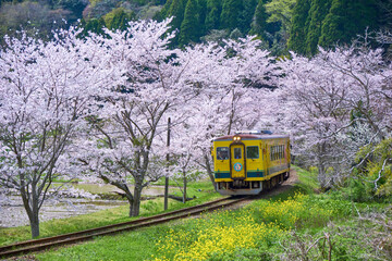 桜のトンネルと菜の花列車　いすみ鉄道