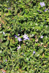 Obraz na płótnie Canvas 薄い紫色の花を咲かせている「ツルニチニチソウ」