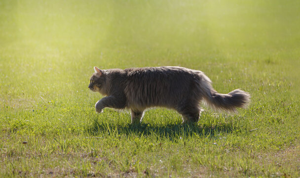 Shaggy cat stepping in the grass