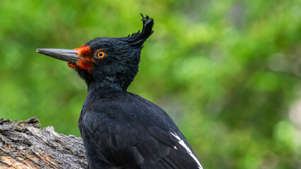 Female Magellanic Woodpecker on Tree Trunk