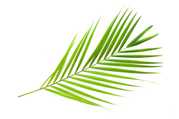 leaves of coconut palm tree isolated on white background, summer background