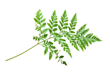 leaves of fern isolated on white background for design elements, tropical leaf, summer background