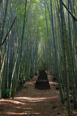 Trail of tea in Alishan National Forest Recreation Area, situated in Alishan Township, Chiayi , TAIWAN