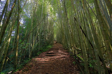 Fototapeta premium Trail of tea in Alishan National Forest Recreation Area, situated in Alishan Township, Chiayi , TAIWAN